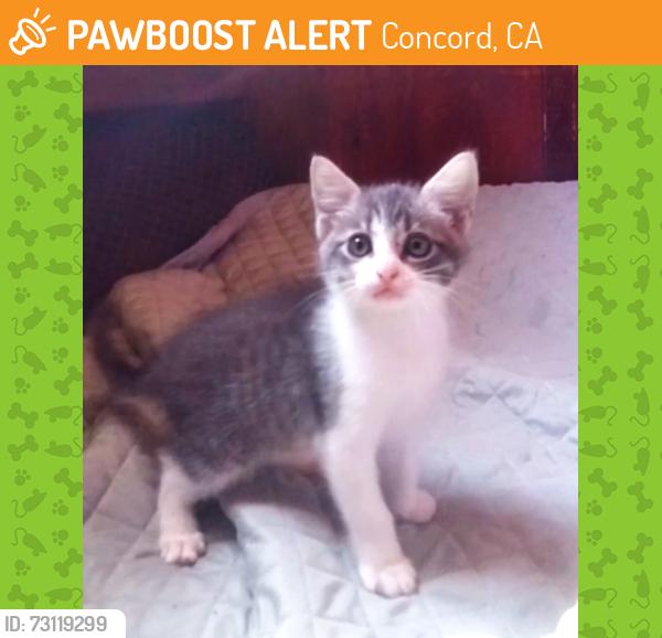 Found/Stray Unknown Cat last seen Meadow Lane Concord Ca., Concord, CA 94518