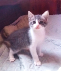 Found/Stray Unknown Cat last seen Meadow Lane Concord Ca., Concord, CA 94518