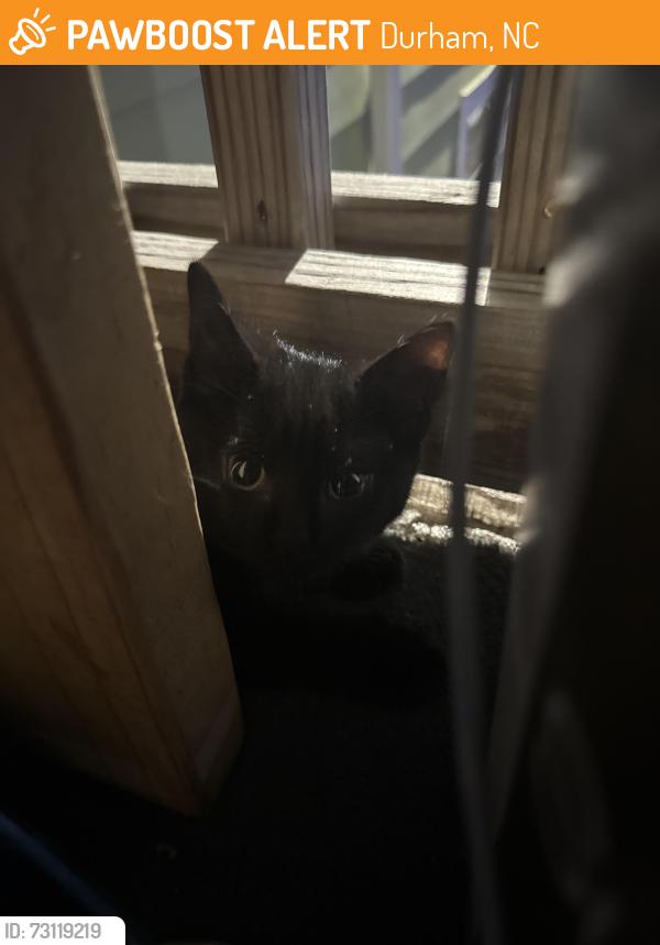 Found/Stray Male Cat last seen Near ashe st, Durham, NC 27703