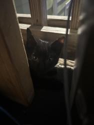 Found/Stray Male Cat last seen Near ashe st, Durham, NC 27703
