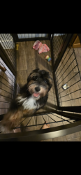 Reunited Male Dog last seen River bend drive, New Braunfels, TX 78130