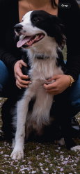 Reunited Male Dog last seen Folsom St and Harrison St, San Francisco, CA 94107