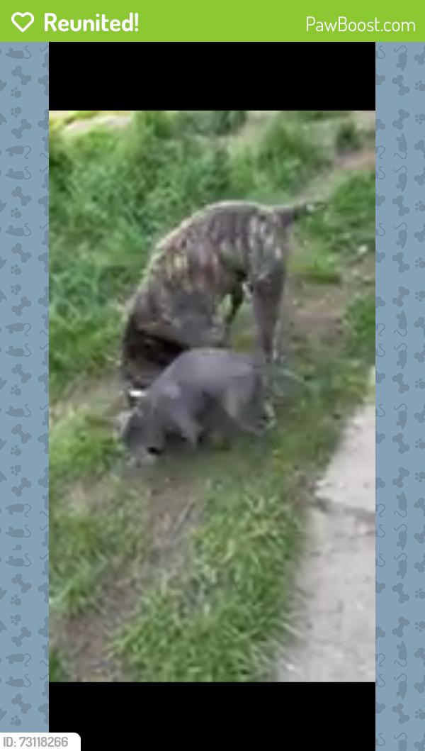 Reunited Female Dog last seen Iongacre, Detroit, MI 48228