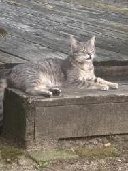 Found/Stray Unknown Cat last seen Alexis, Toledo, OH 43613