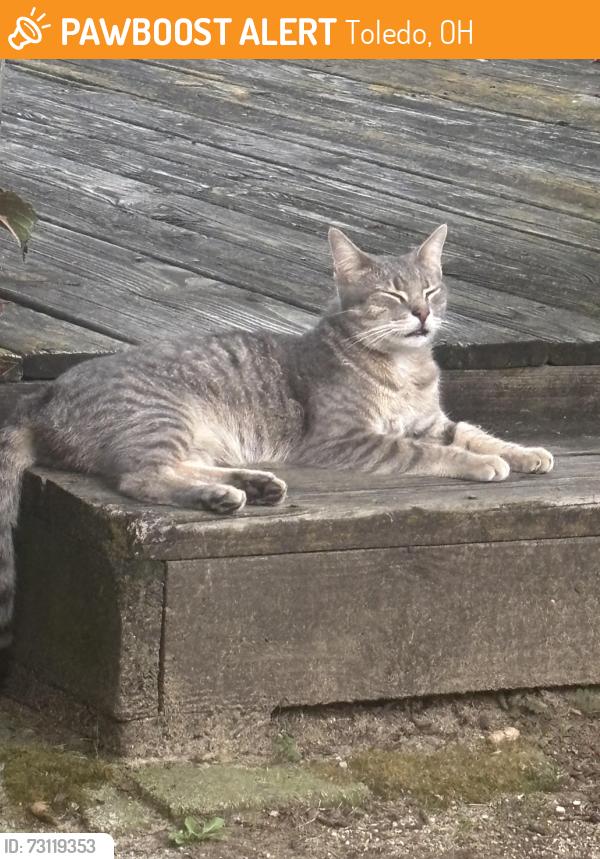 Found/Stray Unknown Cat last seen Alexis, Toledo, OH 43613
