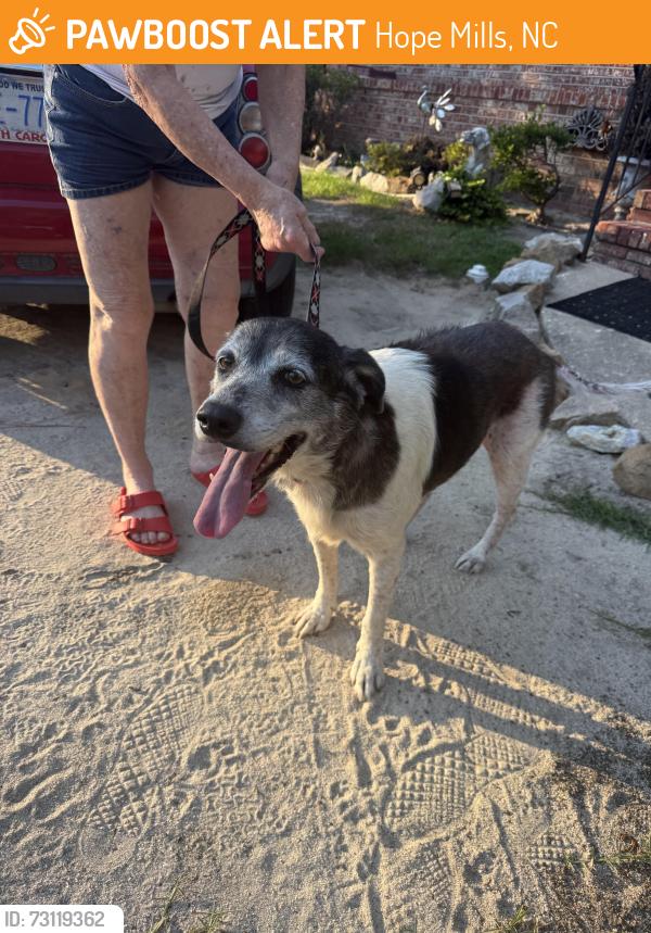 Found/Stray Female Dog last seen Near fairway drive, Hope Mills, NC 28348