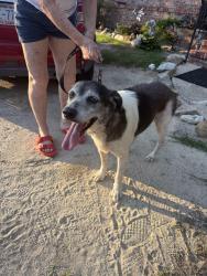 Found/Stray Female Dog last seen Near fairway drive, Hope Mills, NC 28348