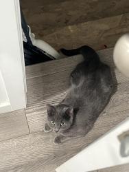 Reunited Female Cat last seen Mosaic dr, Magna, UT 84044