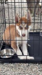 Shelter Stray Unknown Dog last seen Near BLOCK BLCK PASADENA AVE, LONG BEACH, CA, 90806, 7700 E Spring St, Long Beach, CA 90815, USA