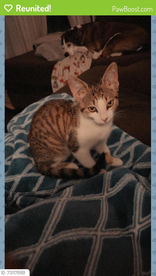 Reunited Male Cat last seen 36th and Burlingame, Wyoming, MI 49509