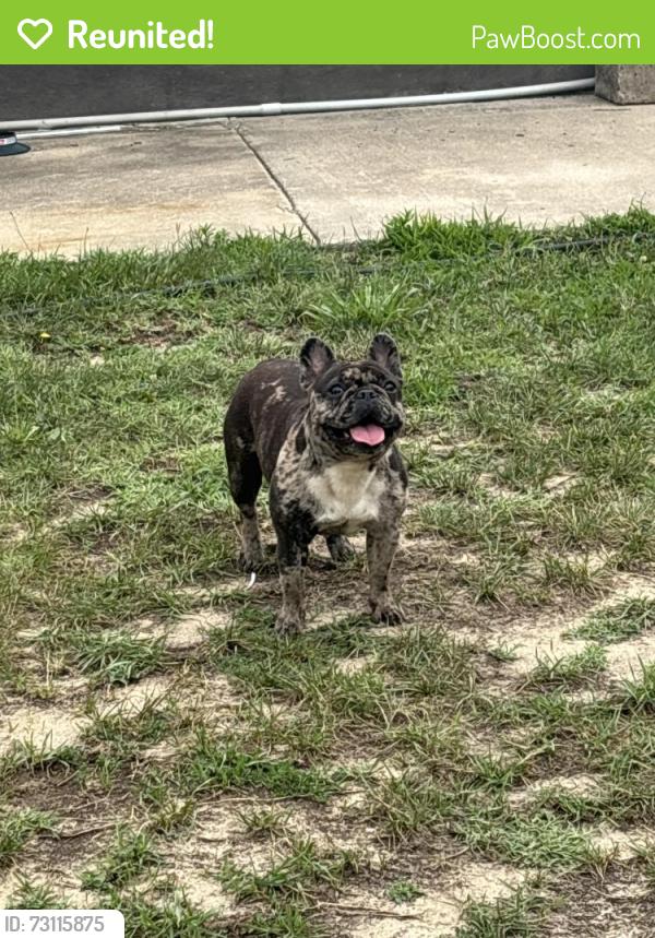 Reunited Female Dog last seen Near Main Street, Lawrence, NJ 08311