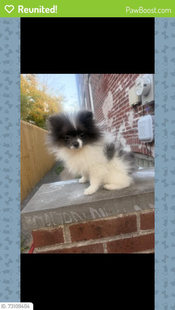 Reunited Female Dog last seen Near keystone st, Philadelphia, PA 19135