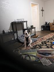 Reunited Male Dog last seen 51st gibbs, Shawnee, KS 66203