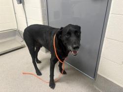 Shelter Stray Male Dog last seen JOHNSON SPRINGVIEW PARK & 5TH STREET, 11232 B Ave, Auburn, CA 95603, USA