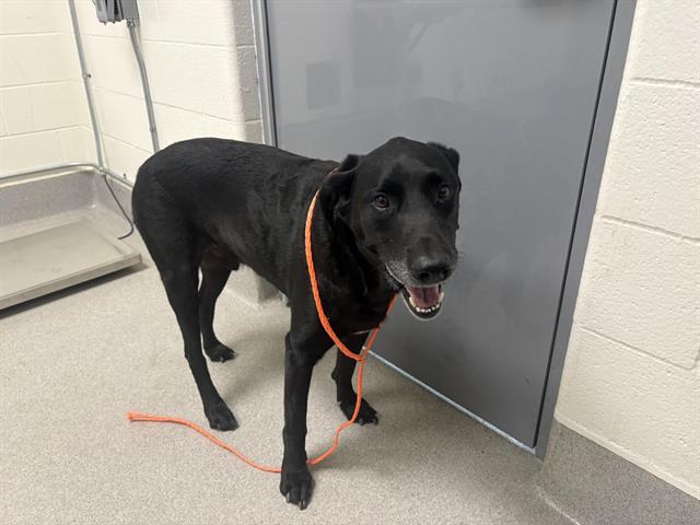 Shelter Stray Male Dog last seen JOHNSON SPRINGVIEW PARK & 5TH STREET, 11232 B Ave, Auburn, CA 95603, USA