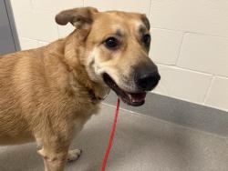 Shelter Stray Female Dog last seen JOHNSON SPRINGVIEW PARK & 5TH STREET, 11232 B Ave, Auburn, CA 95603, USA