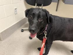 Shelter Stray Female Dog last seen JOHNSON SPRINGVIEW PARK & 5TH STREET, 11232 B Ave, Auburn, CA 95603, USA