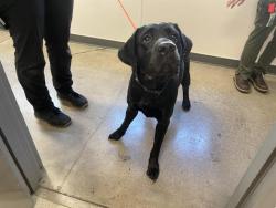 Shelter Stray Male Dog last seen HWY 193 & OAK TREE LN, 11232 B Ave, Auburn, CA 95603, USA