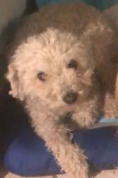 Reunited Female Dog last seen Grant st. Brentwood, ca 94513, Brentwood, CA 94513
