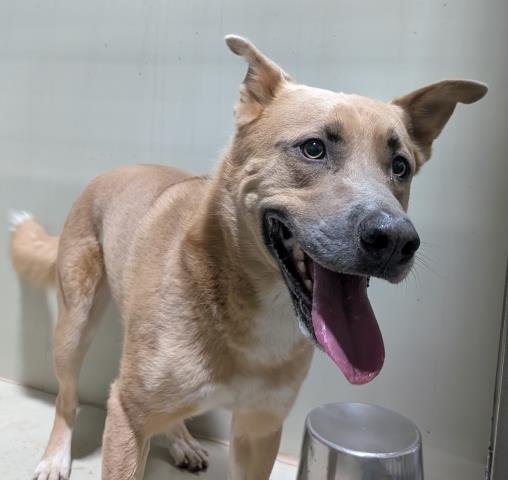 Shelter Stray Male Dog last seen Near BLOCK CANAL ST, LAKE ISABELLA CA 93240, 14891 CA-178, Lake Isabella, CA 93240, USA