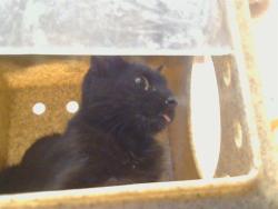 Shelter Stray Female Cat last seen KIEFER BLVD/BRADSHAW RD, 95827, 3839 Bradshaw Rd, Sacramento, CA 95827, USA