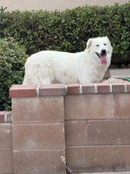 Found/Stray Female Dog last seen Corner of scarlet and magenta, Albuquerque, NM 87120