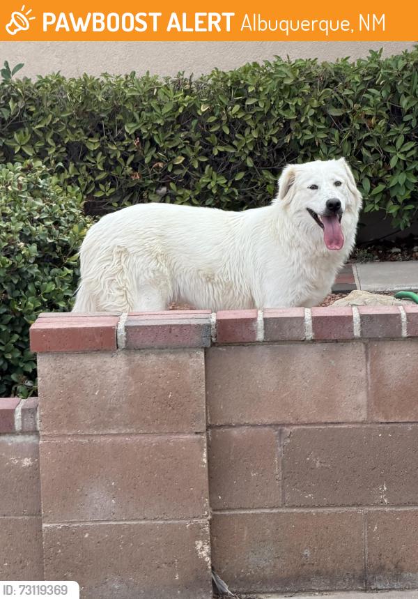 Found/Stray Female Dog last seen Corner of scarlet and magenta, Albuquerque, NM 87120