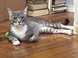 Reunited Male Cat last seen 5th Ave, Brooklyn, NY 11215
