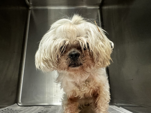 Shelter Stray Female Dog last seen , 14409 Vanowen St, Van Nuys, CA 91405, USA