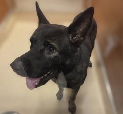 Shelter Stray Male Dog last seen Near BLOCK NW N RIVER DR, 3599 NW 79th Ave, Doral, FL 33122, USA