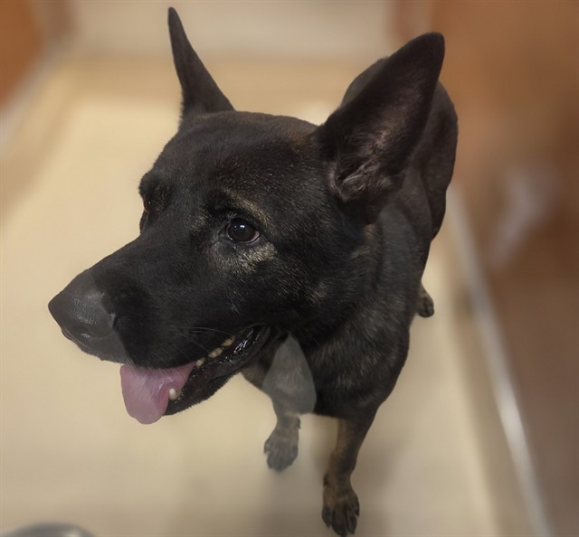 Shelter Stray Male Dog last seen Near BLOCK NW N RIVER DR, 3599 NW 79th Ave, Doral, FL 33122, USA