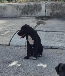Shelter Stray Female Dog last seen Near BLOCK SW 40TH ST, 4710 TX-151, San Antonio, TX 78227, USA
