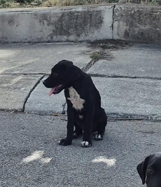 Shelter Stray Female Dog last seen Near BLOCK SW 40TH ST, 4710 TX-151, San Antonio, TX 78227, USA