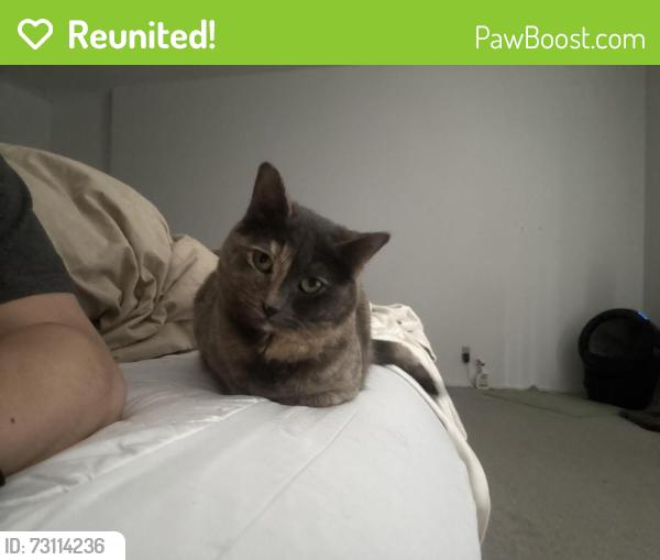 Reunited Female Cat last seen Tulane and Bandera, neighborhood by Preston and Northwest Hwy, Dallas, TX 75225