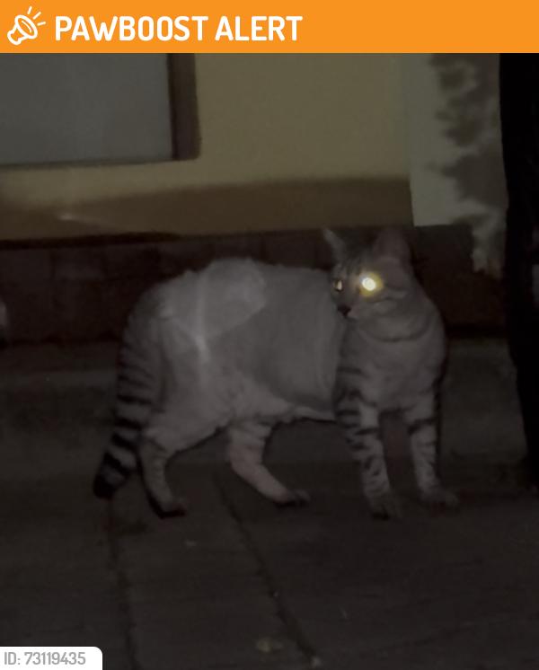 Found/Stray Unknown Cat last seen US1 / Sample Road, Lighthouse Point, FL 33064