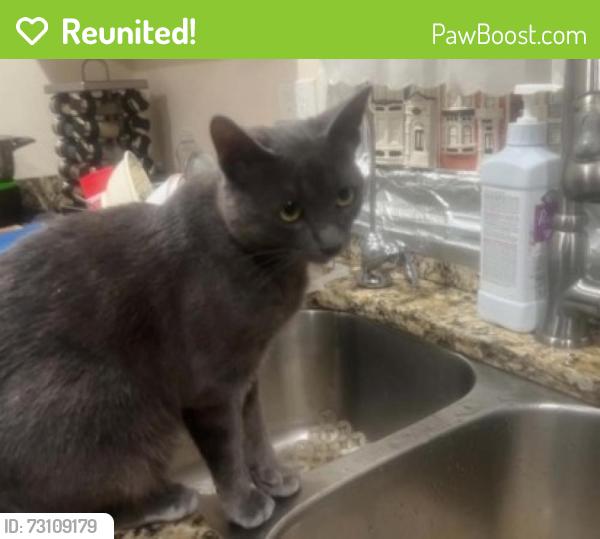Reunited Female Cat last seen Amigos deli, Danbury, CT 06810