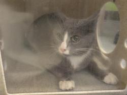 Shelter Stray Female Cat last seen Near BLOCK 55TH AVE S, AUBURN WA 98001, 21615 64th Ave S, Kent, WA 98032, USA