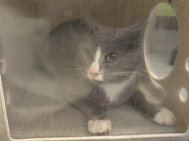 Shelter Stray Female Cat last seen Near BLOCK 55TH AVE S, AUBURN WA 98001, 21615 64th Ave S, Kent, WA 98032, USA