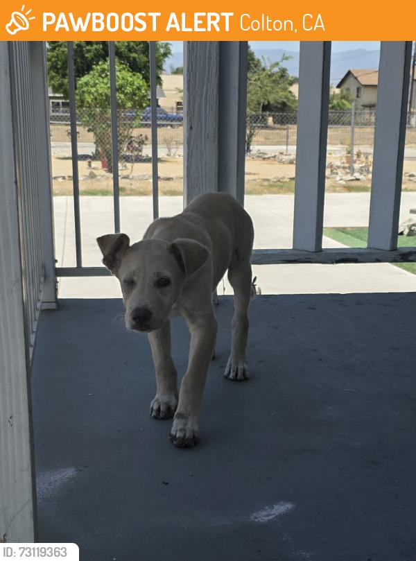 Found/Stray Male Dog last seen N. Mt Vernon & G Street, Colton, Colton, CA 92324
