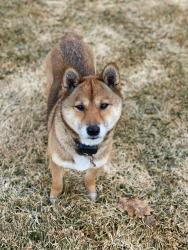 Reunited Female Dog last seen Highway 40 and River Road, Mayflower Mountain, UT 84032