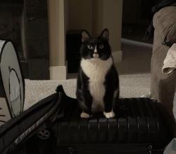 Lost Male Cat last seen 216th and pacific, Omaha, NE 68022