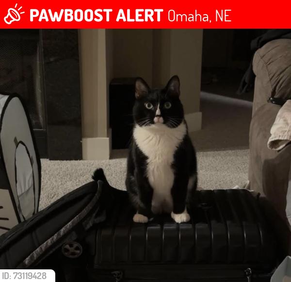 Lost Male Cat last seen 216th and pacific, Omaha, NE 68022