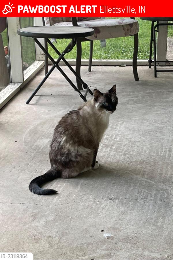 Lost Female Cat last seen Edgewood High School, Ellettsville, IN 47429