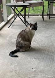 Lost Female Cat last seen Edgewood High School, Ellettsville, IN 47429