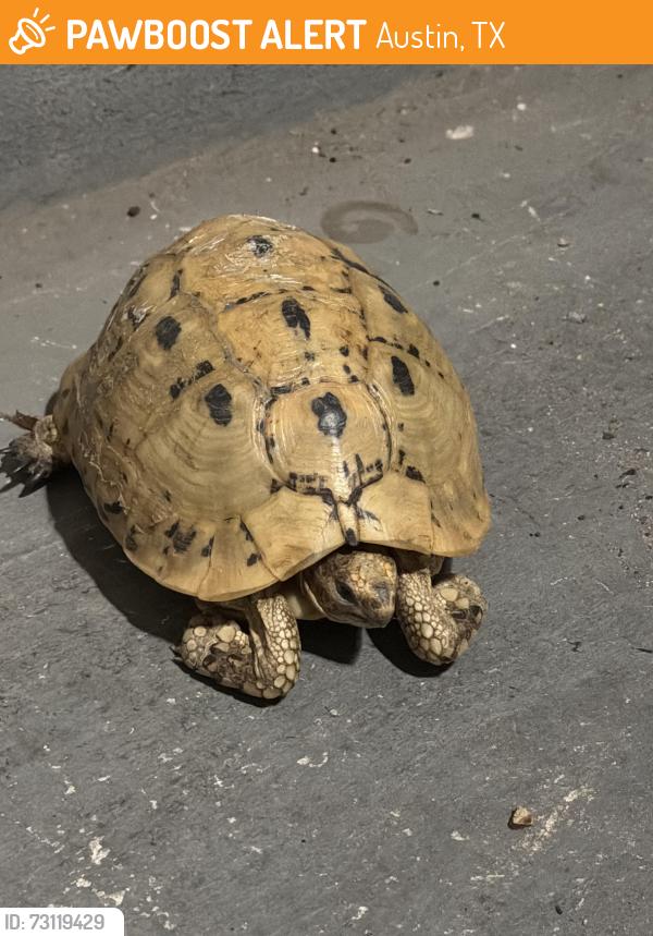 Found/Stray Unknown Other last seen Old Stage Park, Austin, TX 78729