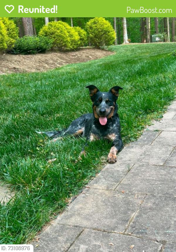 Reunited Male Dog last seen St marys, Hillsborough, NC 27278