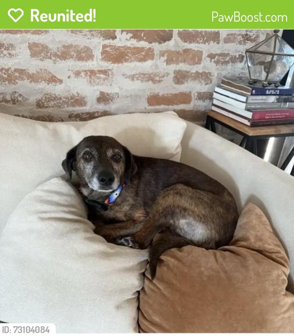 Reunited Female Dog last seen Hazeldine and Broadway, Albuquerque, NM 87102