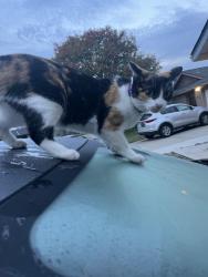 Lost Female Cat last seen Geer by McDonald, Turlock, CA 95382