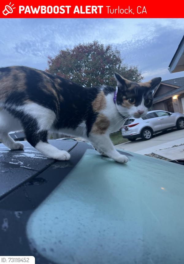 Lost Female Cat last seen Geer by McDonald, Turlock, CA 95382