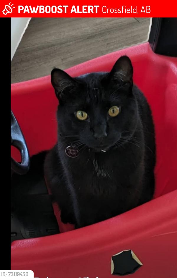 Lost Male Cat last seen Highway 2a exit crossfield, Crossfield, AB 
